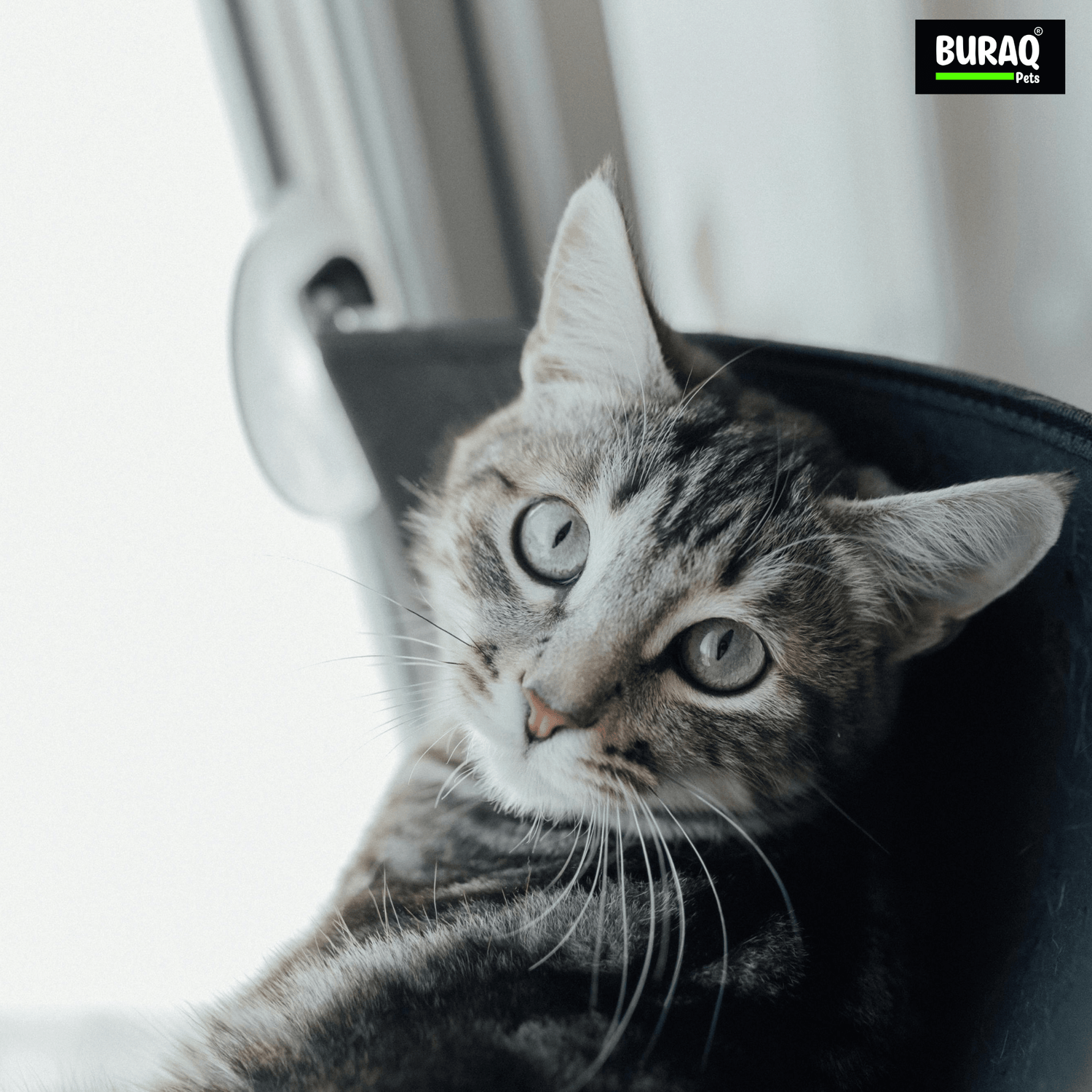 15 Essential Cat Products Every Pet Parent Needs - BURAQ PETS