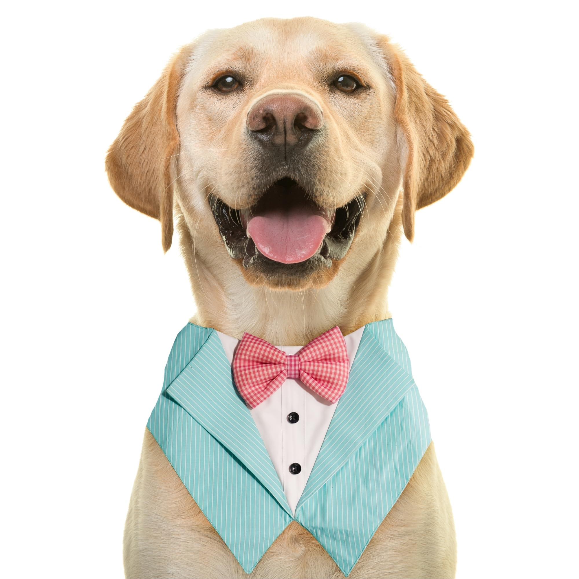 Dog Tuxedo Aqua Blaze Bandana