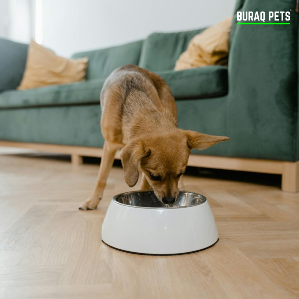15 Hidden Dog Poisons Lurking in Your Home Right Now [Vet-Approved List 2025] - BURAQ PETS