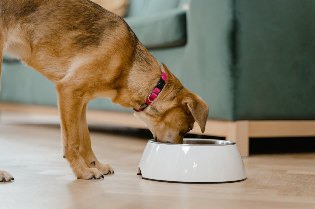 5 Easy Homemade Dog Treats: Simple Recipes for Happy, Healthy Pups - BURAQ PETS