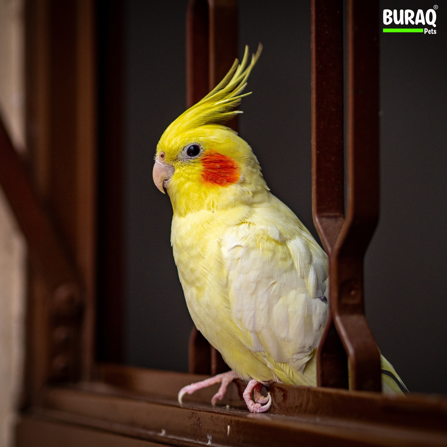 Vegetables Cockatiels Can Eat: Safe & Healthy Veggies for Your Bird