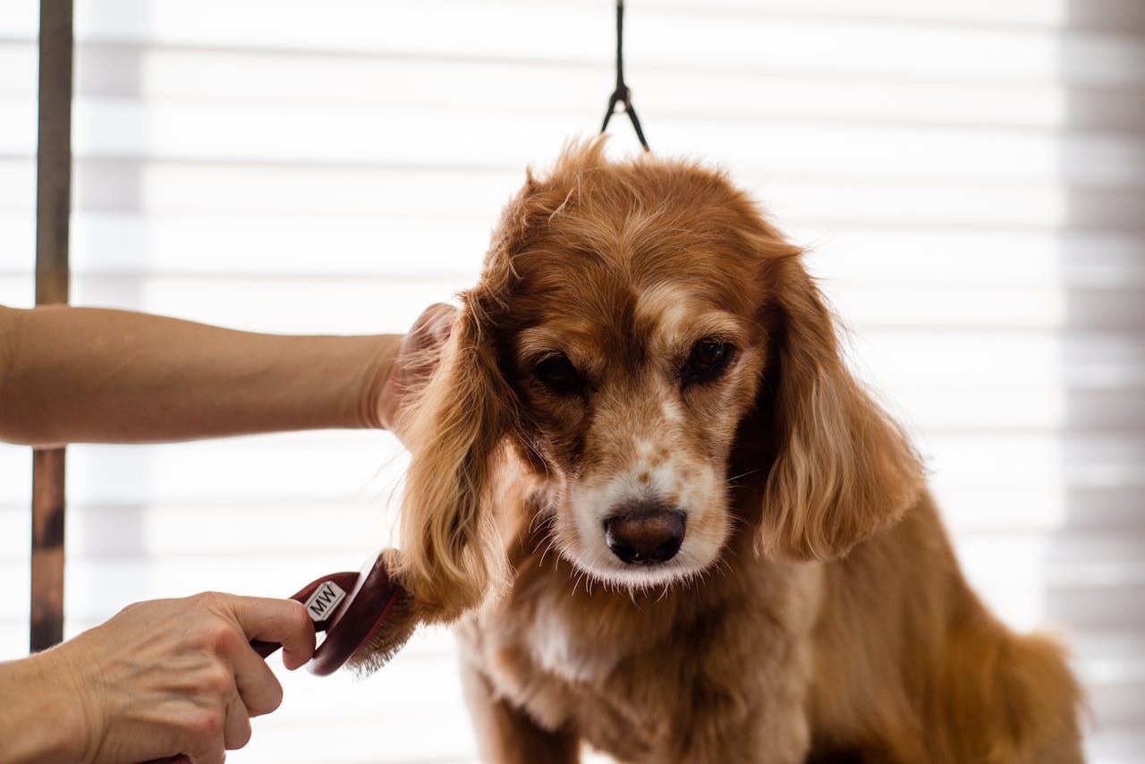Best Pet Care Tips for Beginners: Complete Guide to Happy, Healthy Pets - BURAQ PETS