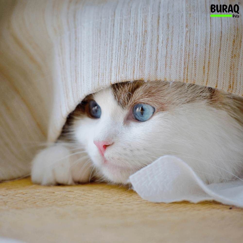 Cat Signs of Stress Every Owner Misses: Warnings That Need Your Attention - BURAQ PETS