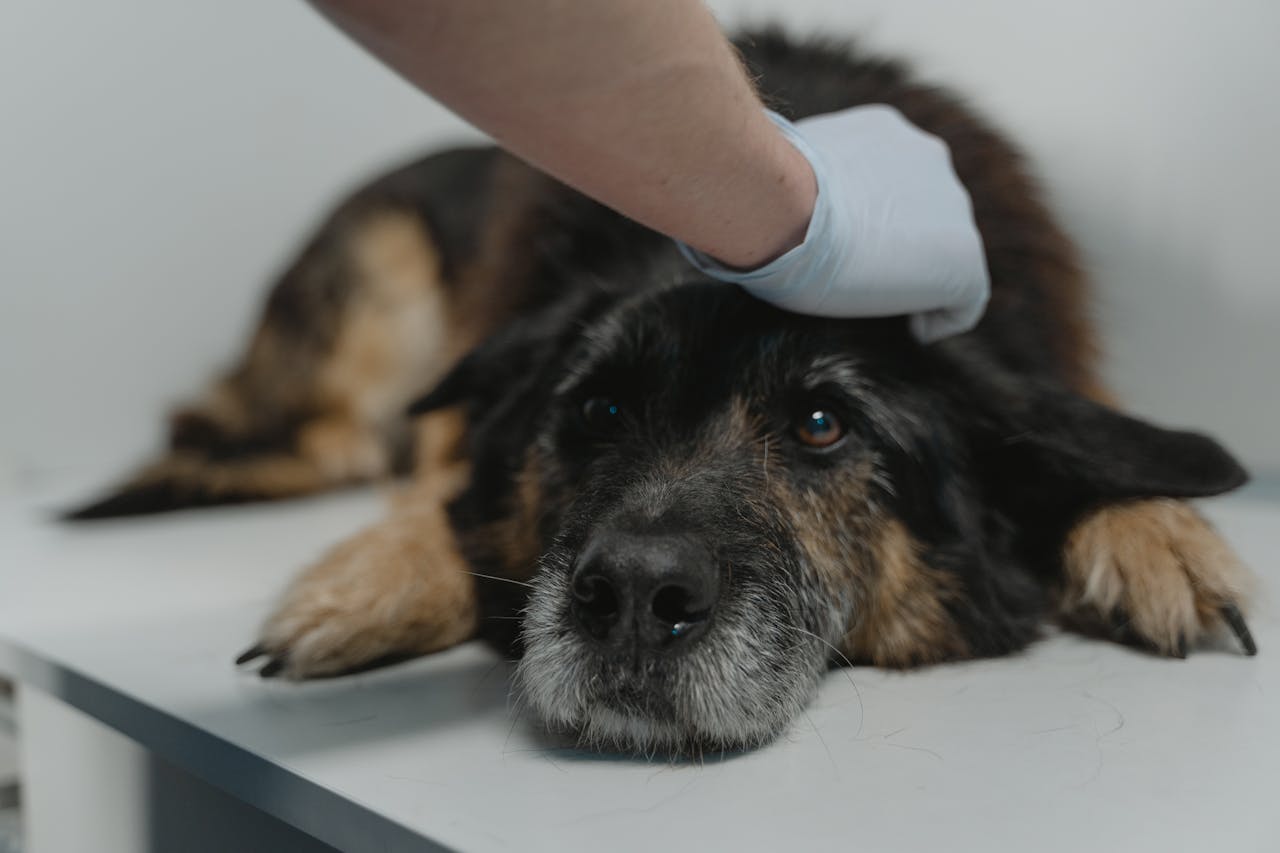 Common Dog Health Issues in India and How to Prevent Them - BURAQ PETS