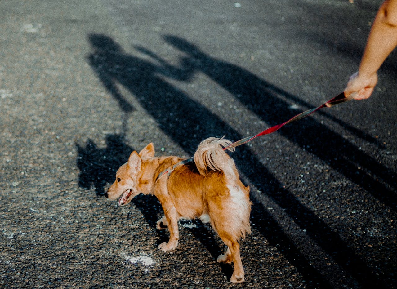 Daily Dog Walking Routine: Why It’s More Important Than You Think - BURAQ PETS