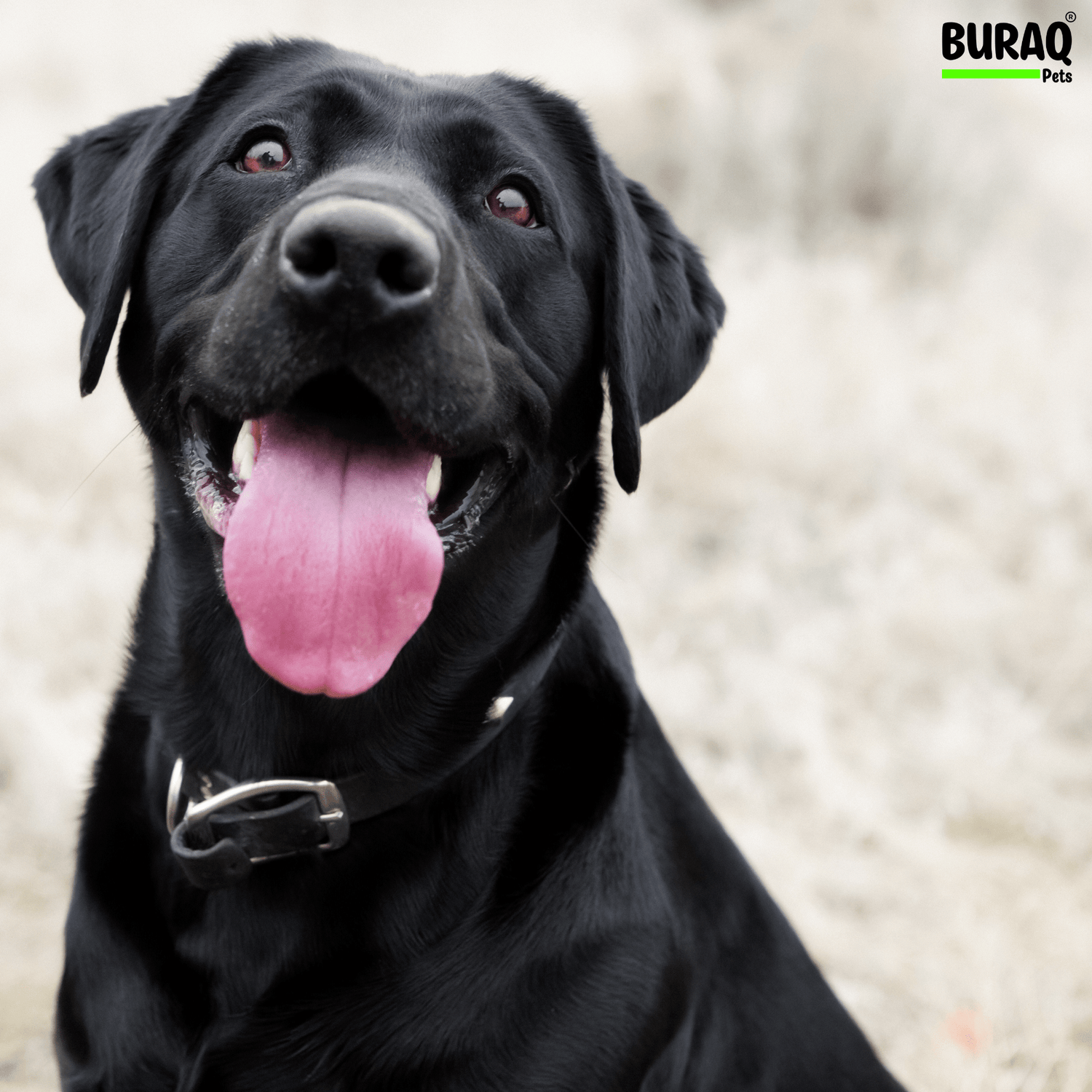 Dog Digestive Problems: A Vet’s Guide to Happy, Healthy Tummies - BURAQ PETS