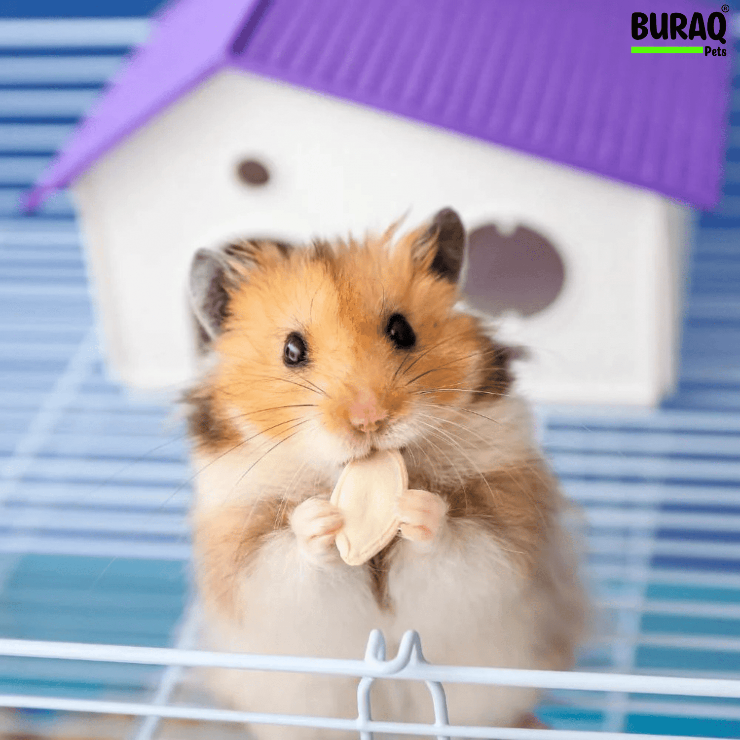Hamster Care Guide for Beginners in India: Everything You Need to Know - BURAQ PETS