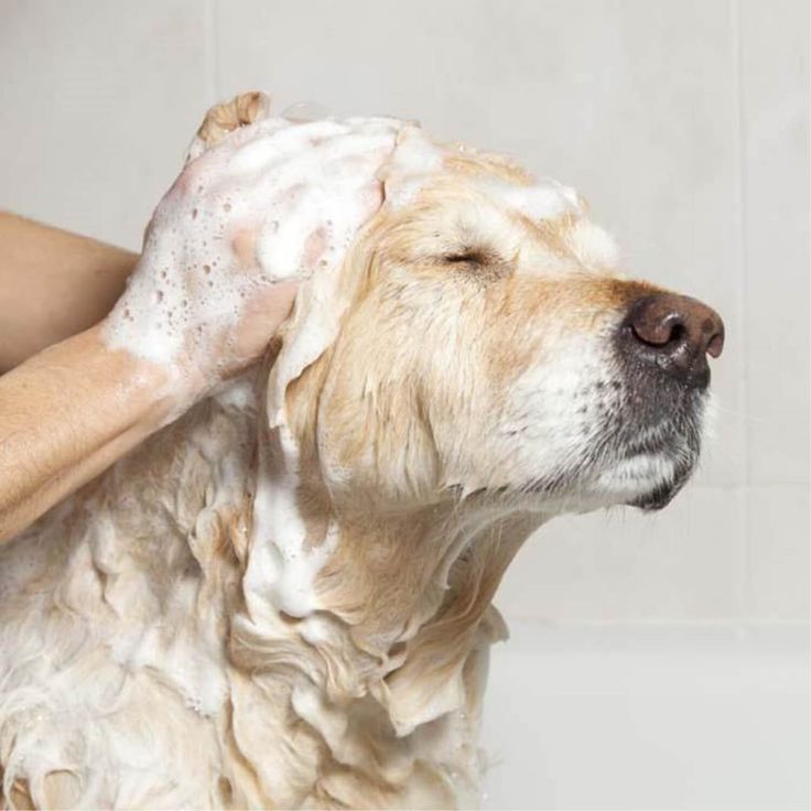 How to Bathe Your Dog at Home in India: Step-by-Step Guide by Buraq Pets - BURAQ PETS