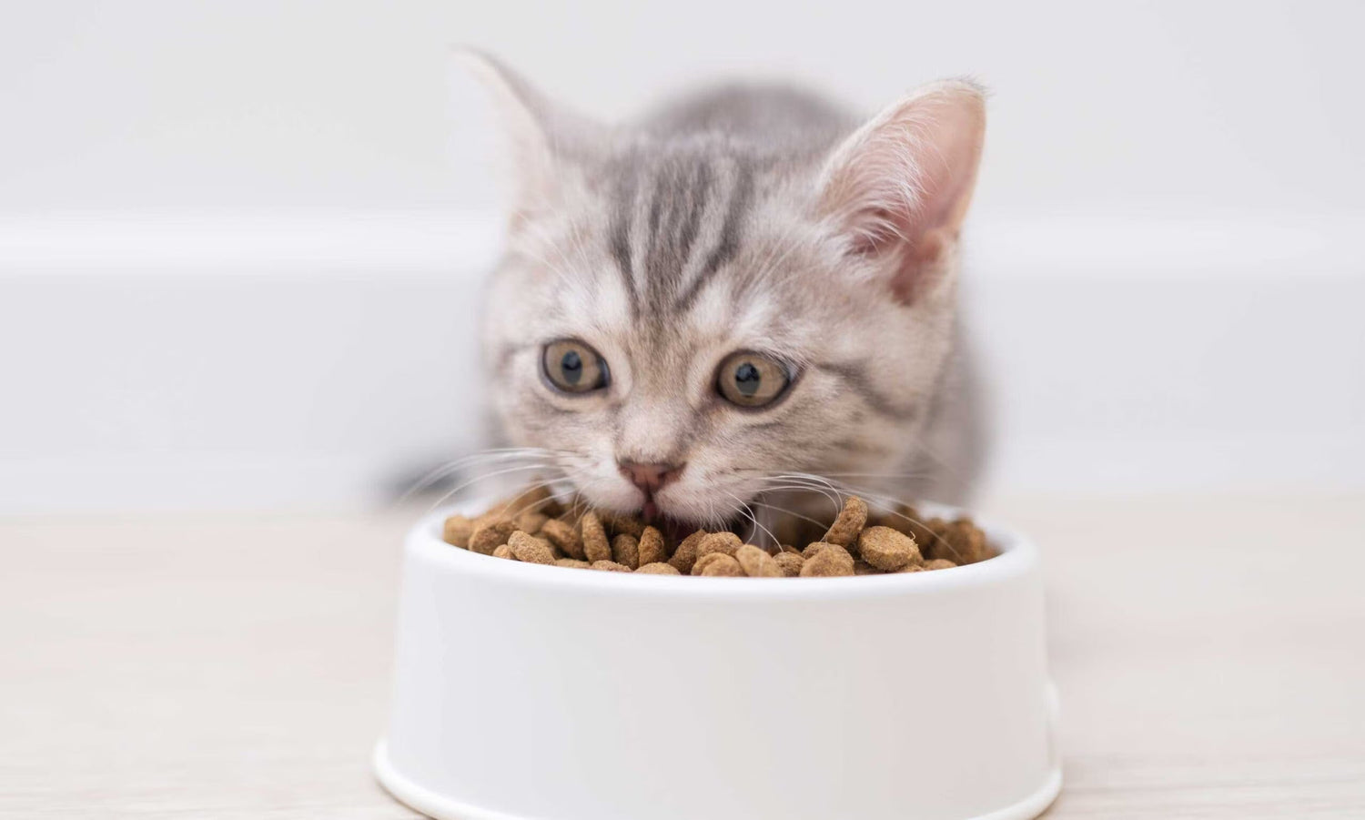 How To Choose Healthy Food For Pets: A Complete Guide for Indian Pet Parents - BURAQ PETS
