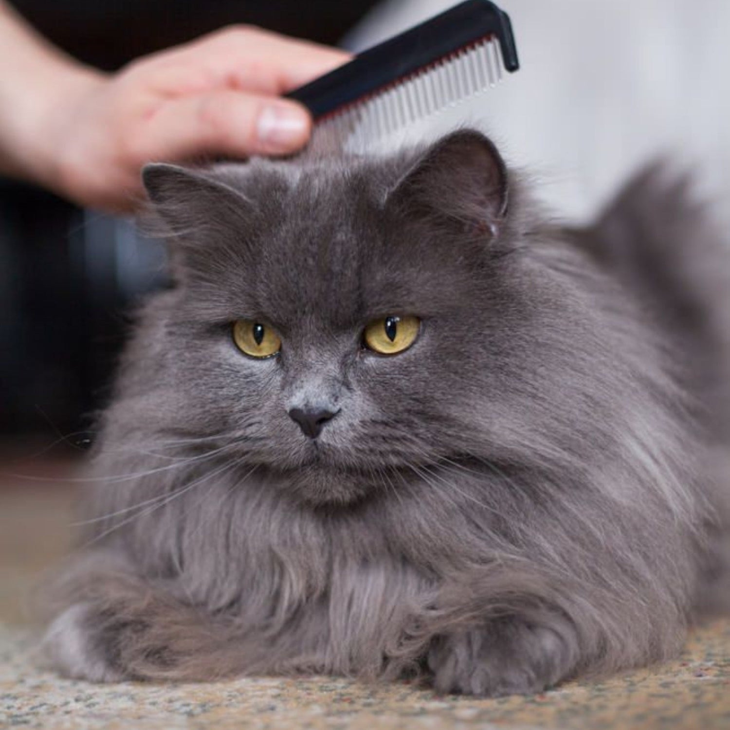 How to Fix Matted Cat Hair: A Simple Guide to Cat Fur Care in India - BURAQ PETS