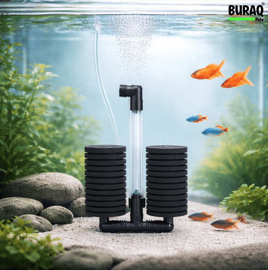 How to Improve Water Circulation with Aquarium Sponge Filters - BURAQ PETS