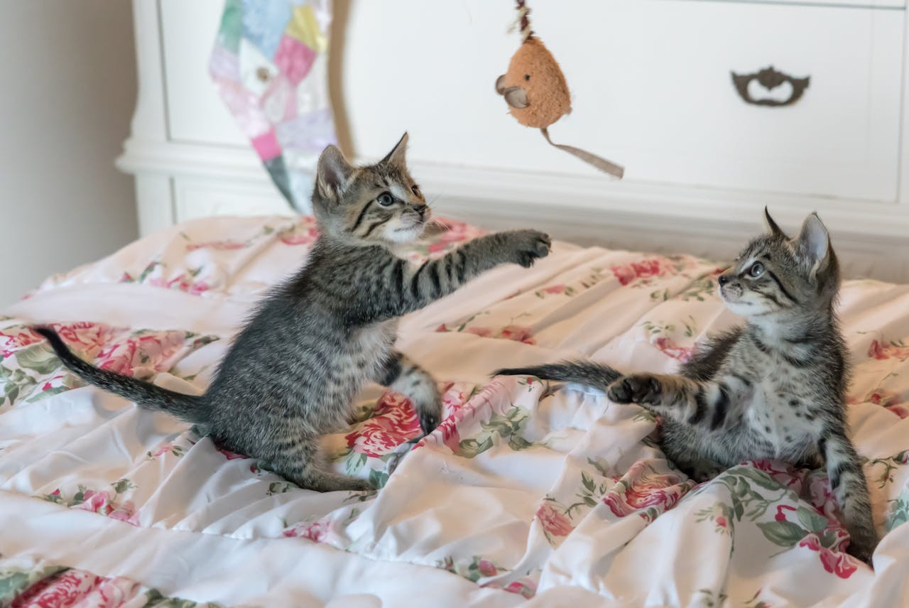 How to Keep Your Pets Entertained: Fun Ideas for Dogs & Cats - BURAQ PETS