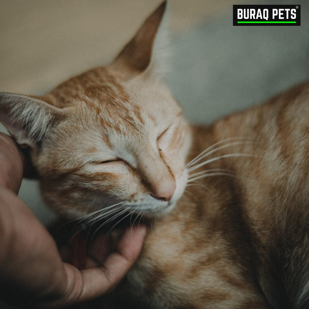 How to Master Pet Care in India: A Simple Home Guide That Actually Works - BURAQ PETS