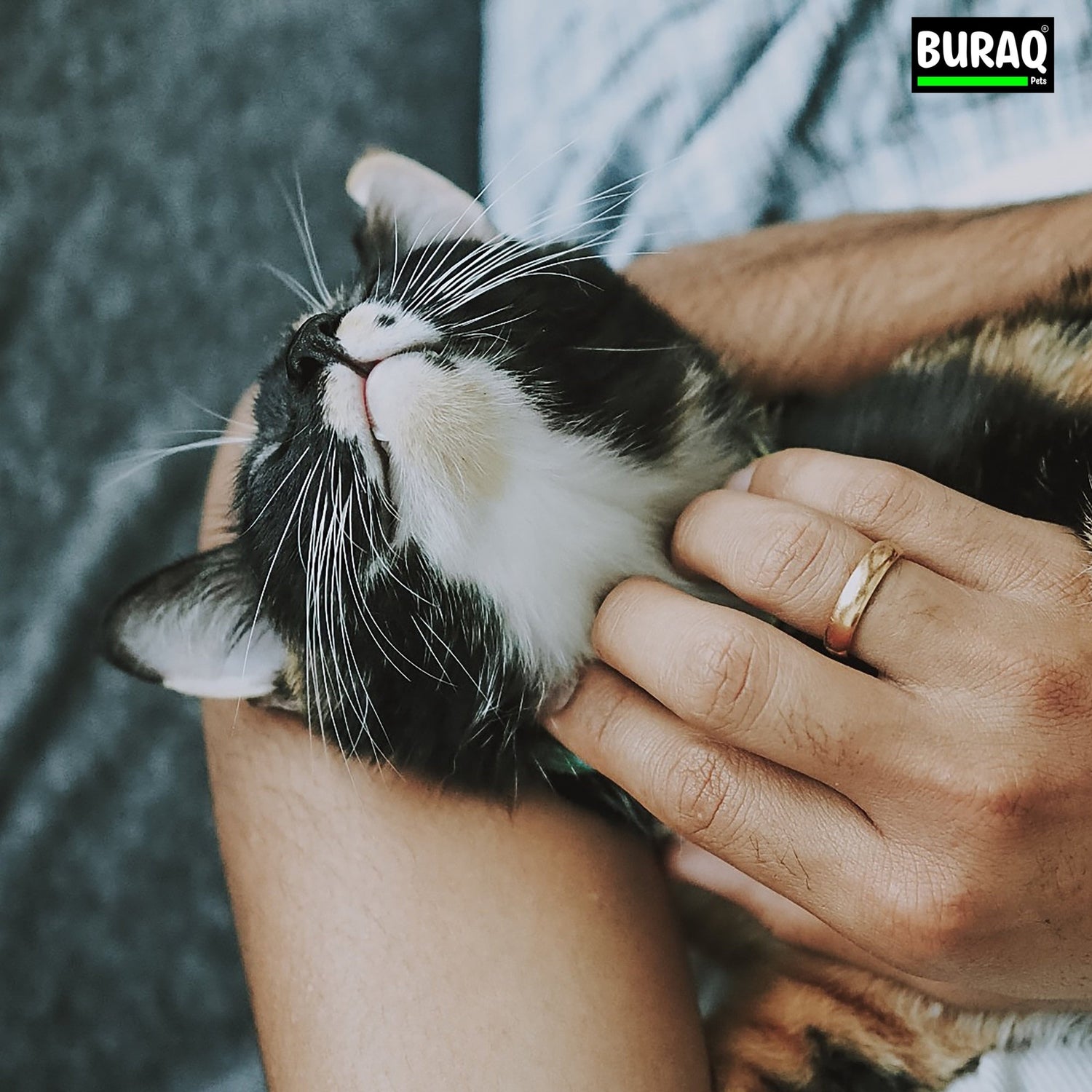 How to Master Pet Care in India: A Simple Home Guide That Actually Works - BURAQ PETS