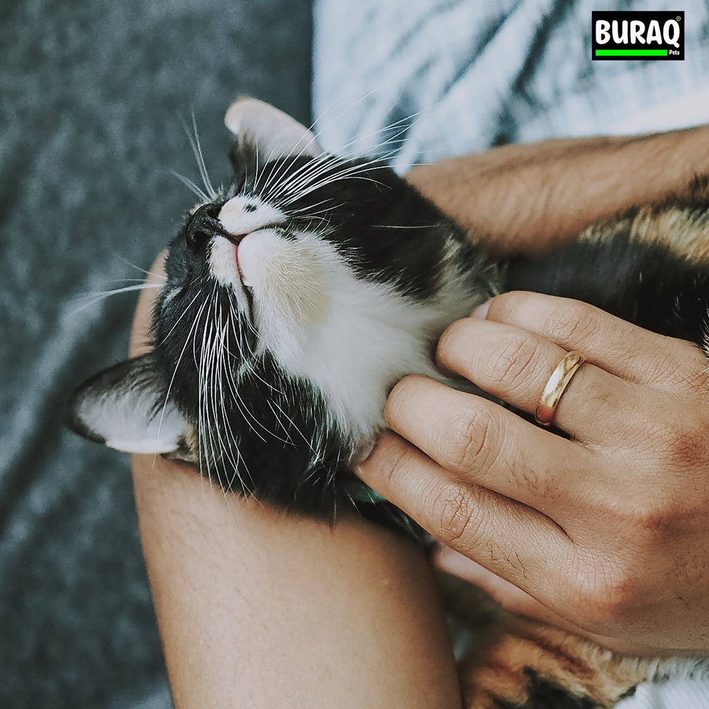 How to Master Pet Care in India: A Simple Home Guide That Actually Works - BURAQ PETS