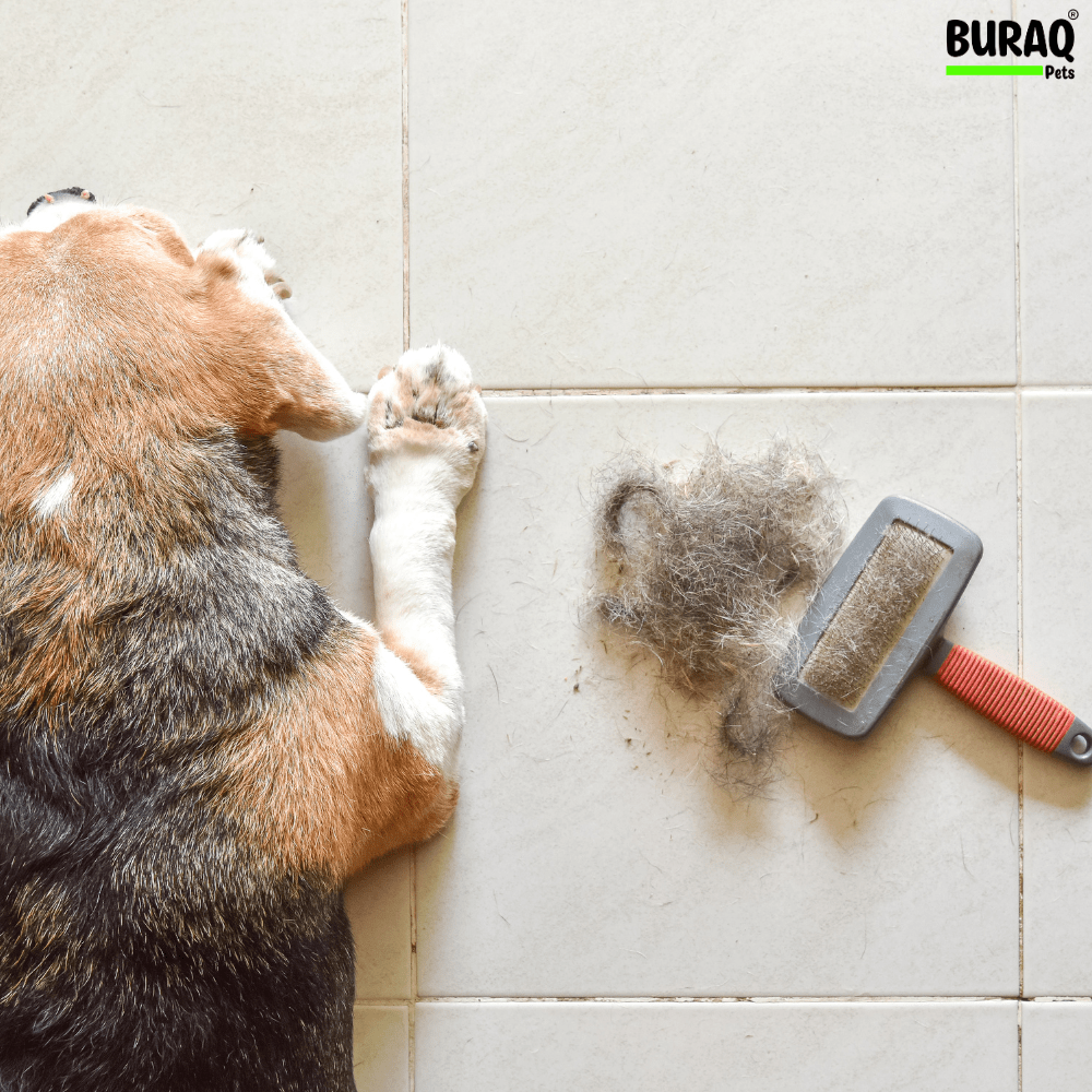 How to Reduce Shedding in Dogs: Simple Tips to Control Hair at Home - BURAQ PETS