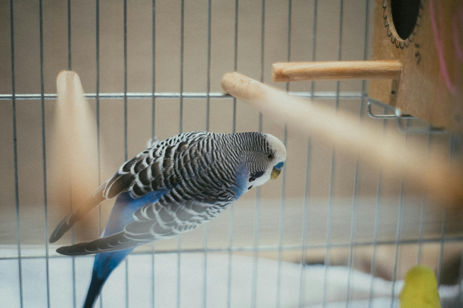 How to Setup The Right Cage for Bird Species: Size, Perches & Toys - BURAQ PETS