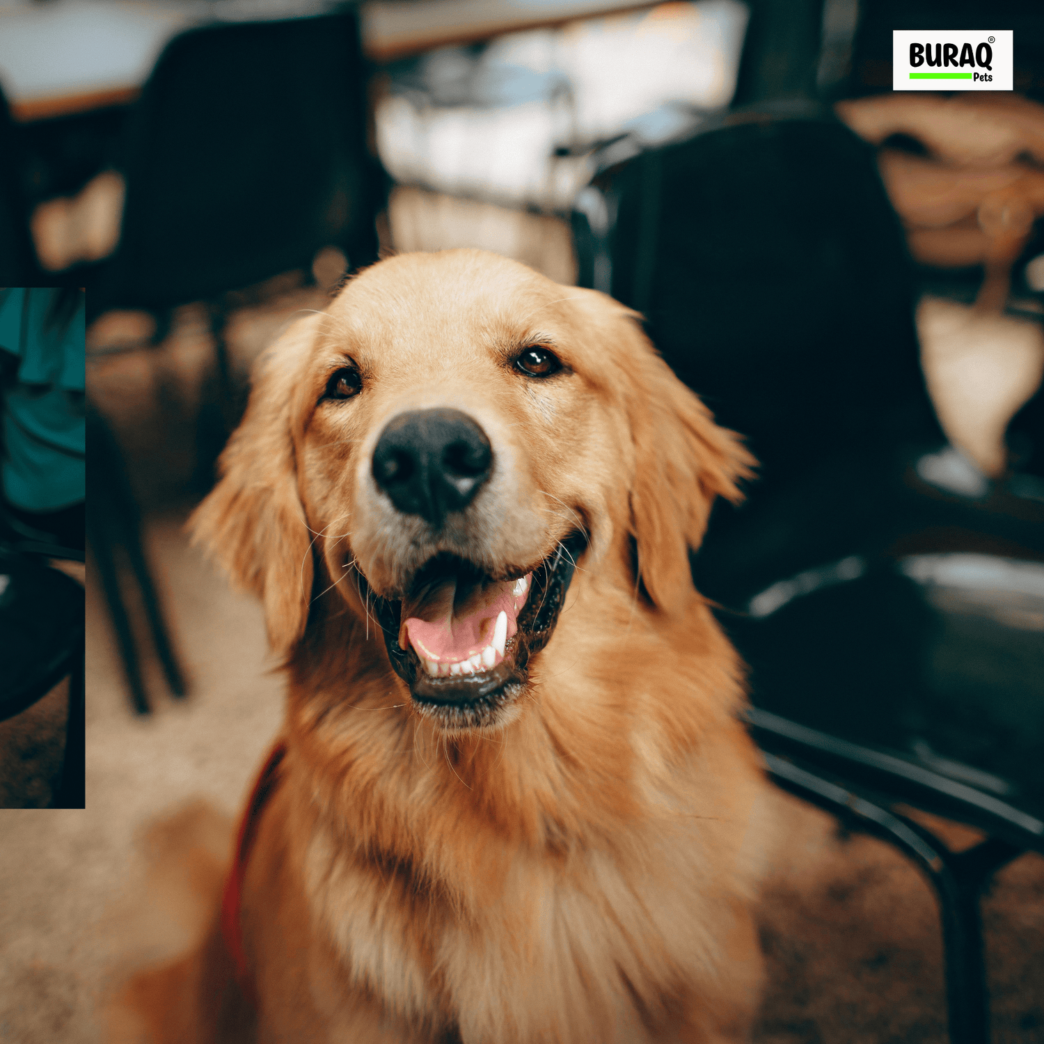 How to Spot Golden Retriever Health Problems: A Vet-Approved Guide - BURAQ PETS