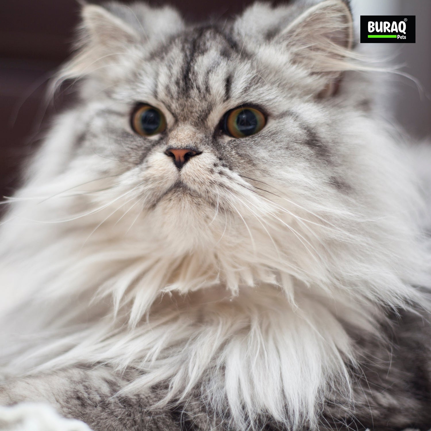 How to Switch from Kitten to Adult Cat Food | Vet-Approved Guide for Pet Parents - BURAQ PETS