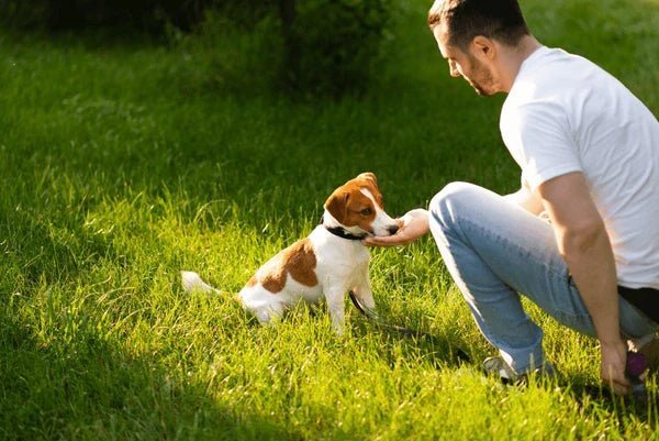 How to Teach House Rules to Your Dog: A Gentle, Effective Training Guide for Pet Parents - BURAQ PETS