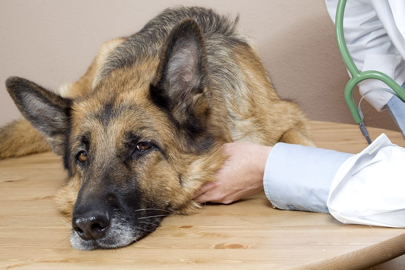 Kidney Diseases in Dogs: A Complete Guide to Managing & Preventing Dog Kidney Problems - BURAQ PETS