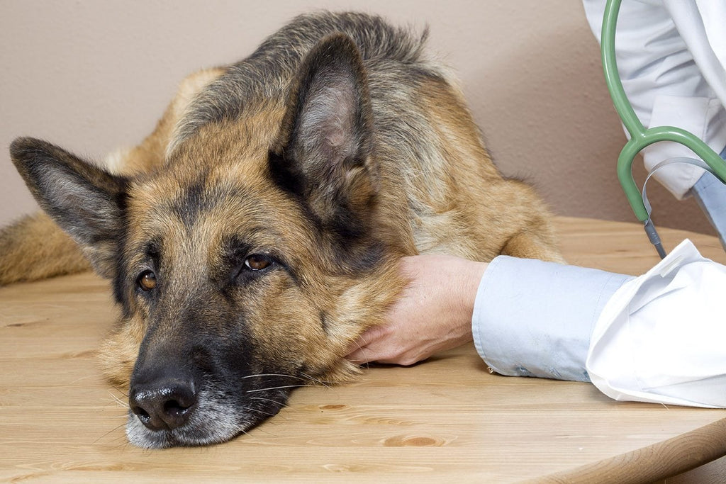 Kidney Diseases in Dogs: A Complete Guide to Managing & Preventing Dog Kidney Problems - BURAQ PETS