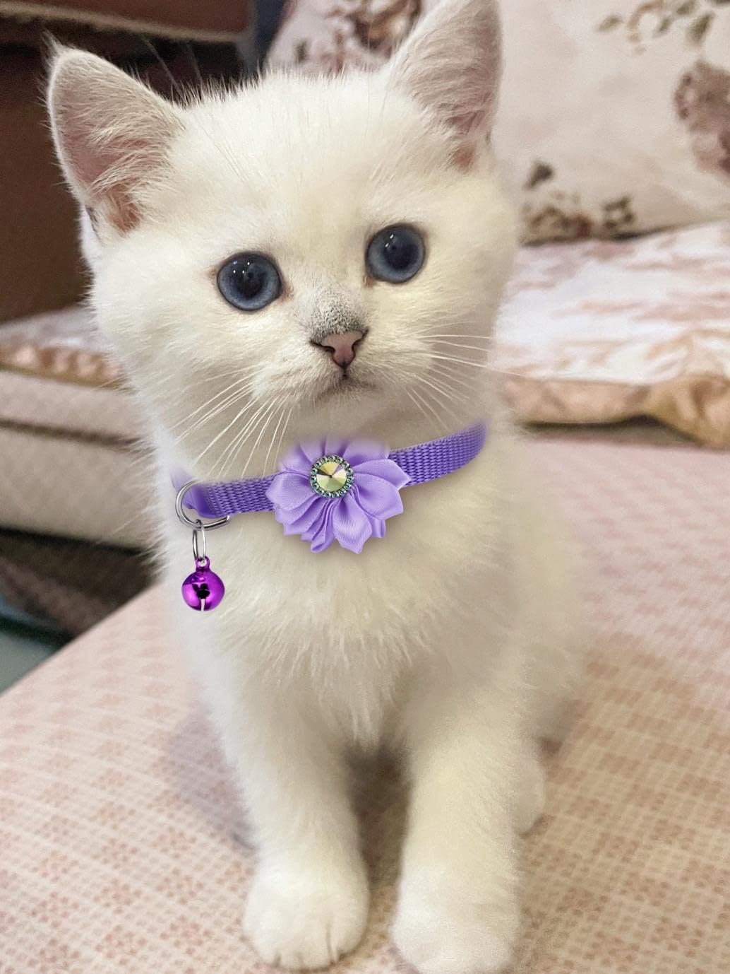 New cat owners tips to cat caring - BURAQ PETS