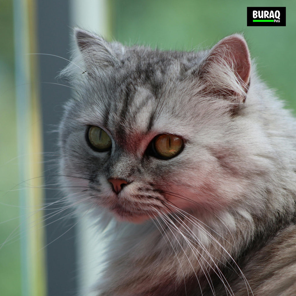 Persian Cat Breed Profile: What Vets Won’t Tell You About These Gentle Giants - BURAQ PETS