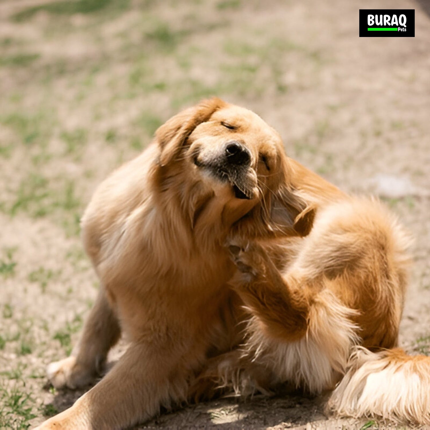 Pet Itching Explained: Top Reasons Behind Itchy Skin in Dogs & Cats (and How to Treat It) - BURAQ PETS