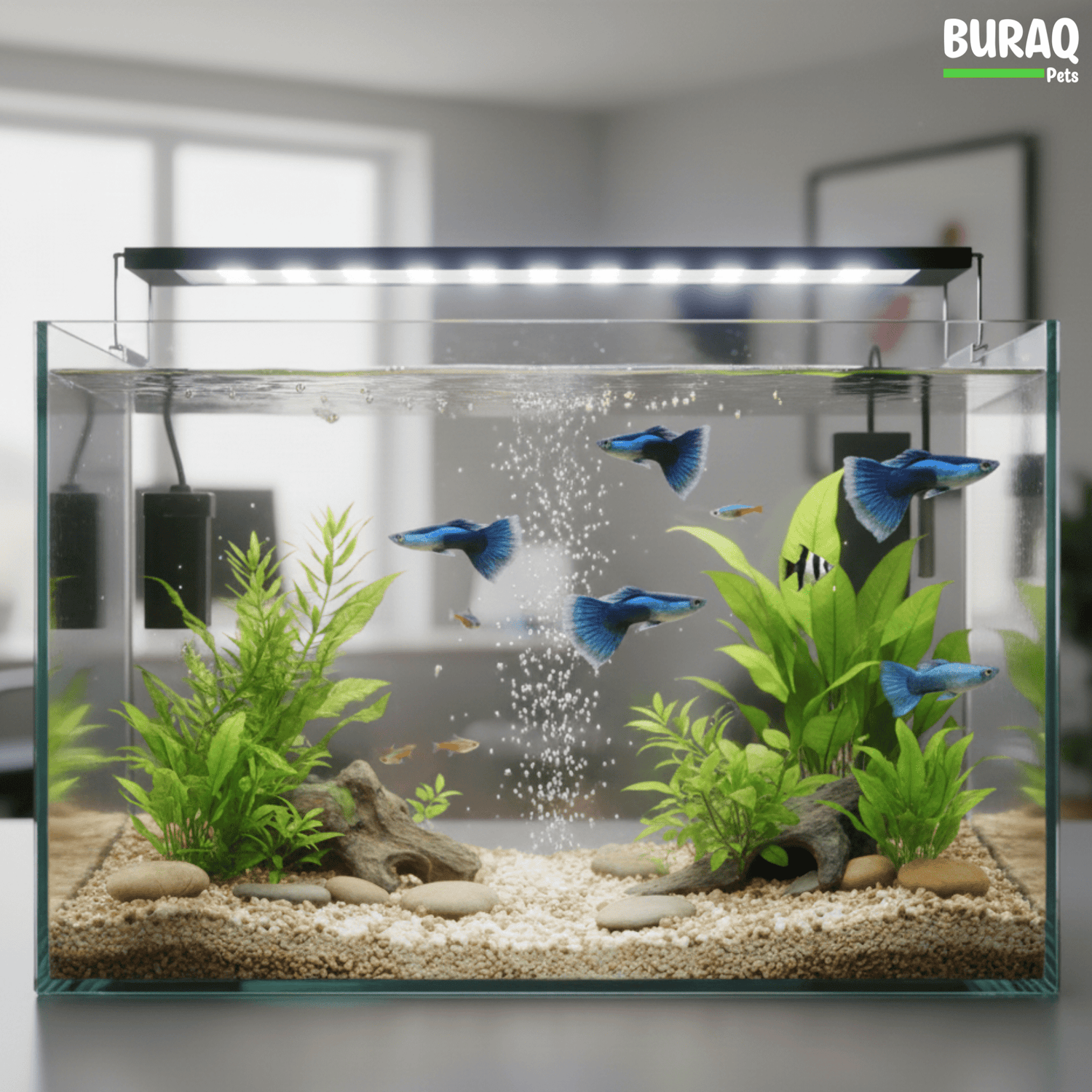 The Complete Beginner’s Guide to Fish Care | Buraq Pets - BURAQ PETS
