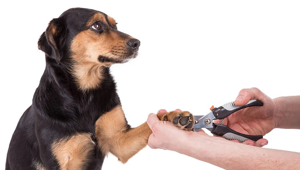 The Importance Of Dog Nail Care: Benefits And Consequences - BURAQ PETS