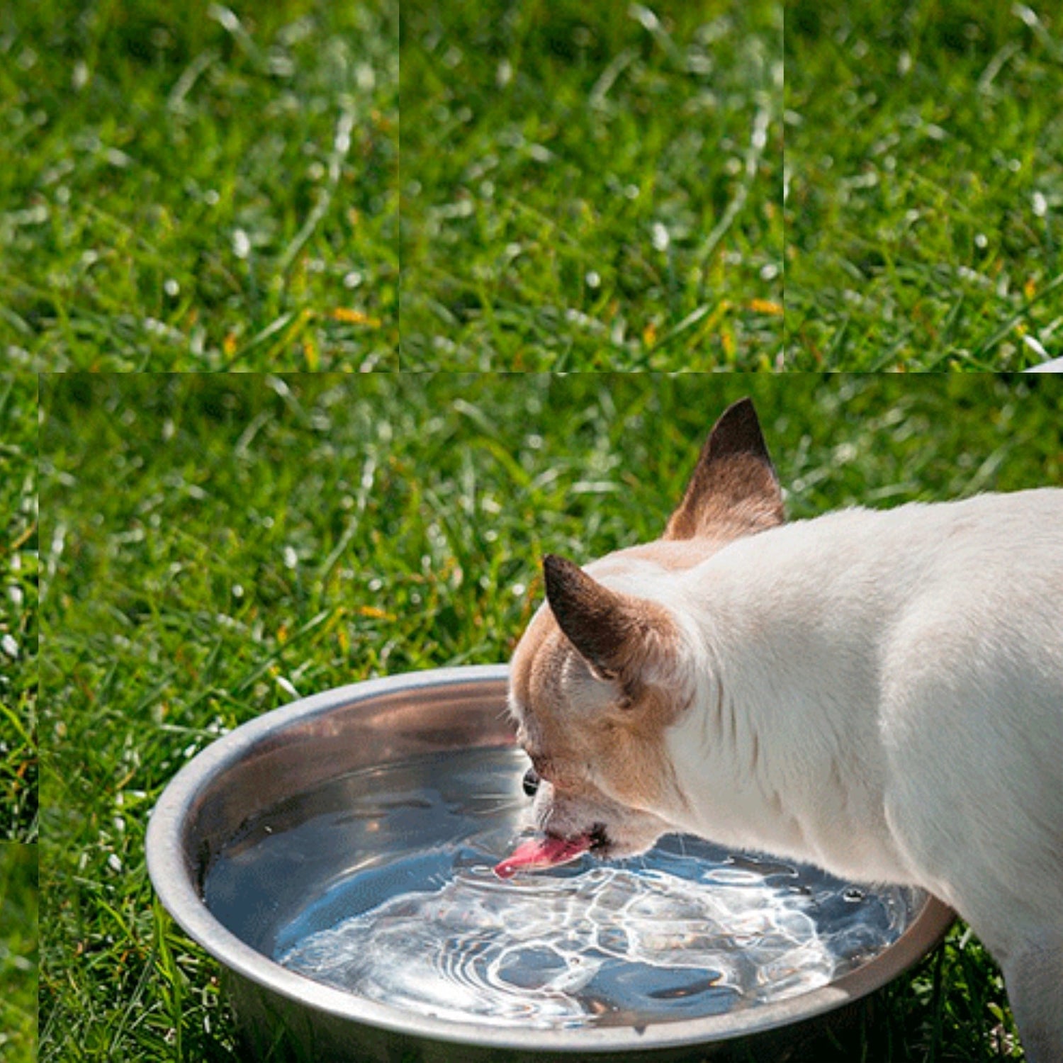 Tips on Preventing Dehydration and Heat Stroke in Pets - BURAQ PETS