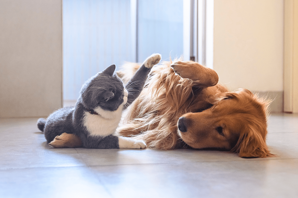 Top 5 Indoor Games to Play with Your Dog or Cat in India - BURAQ PETS