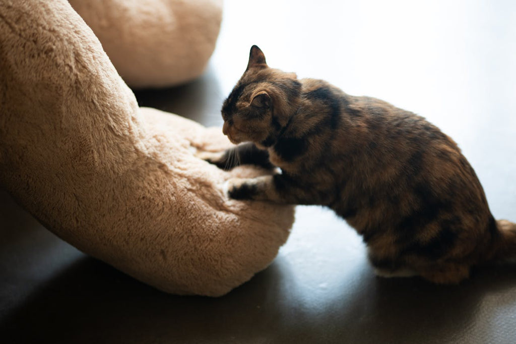 Understanding Cat Behavior: Purring, Kneading & Tail Movements - BURAQ PETS