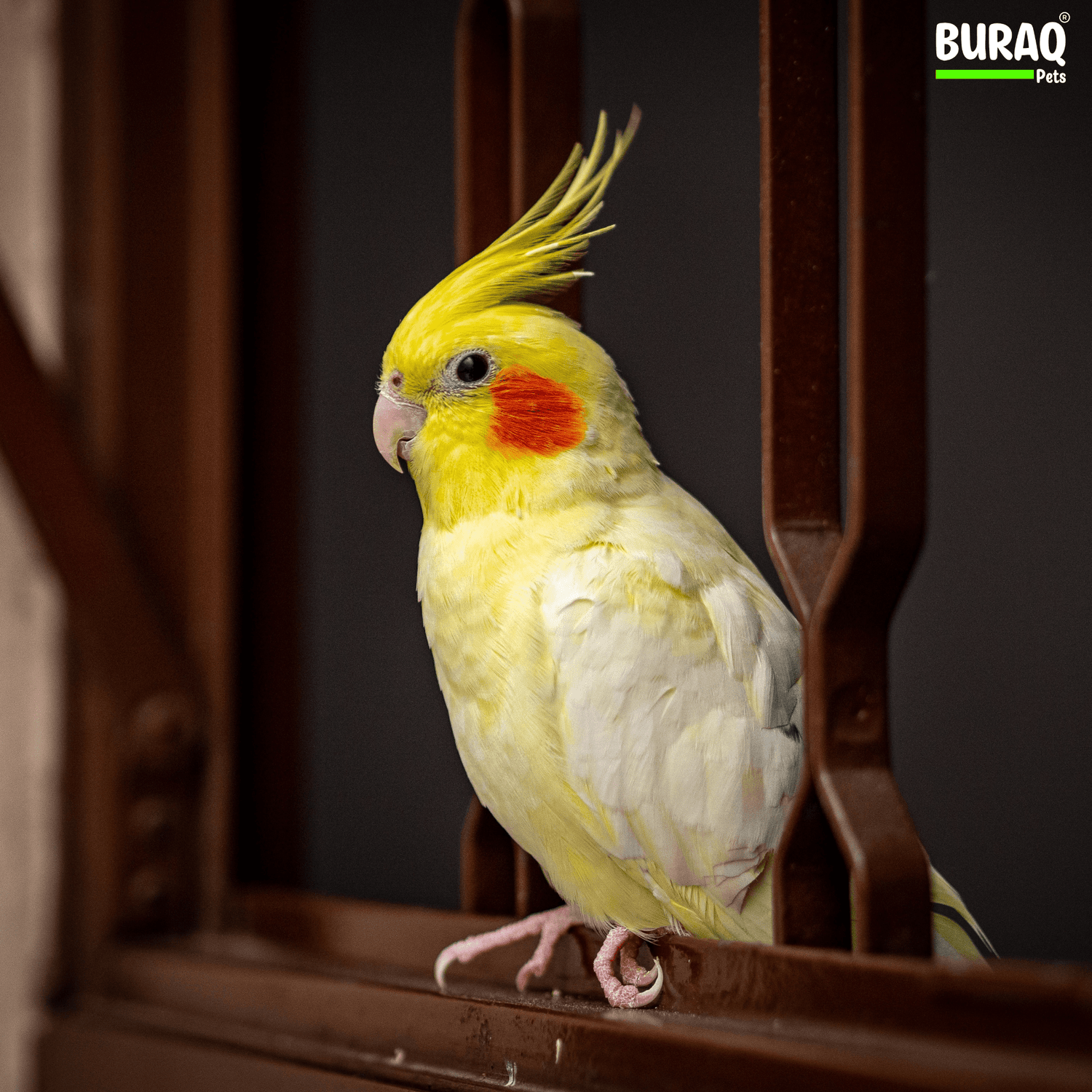 Vegetables Cockatiels Can Eat: Safe & Healthy Veggies for Your Bird - BURAQ PETS