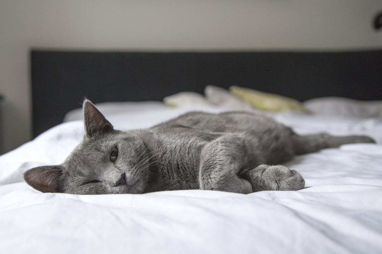 Why Do Cats Sleep So Much: A Guide for Pet Parents - BURAQ PETS