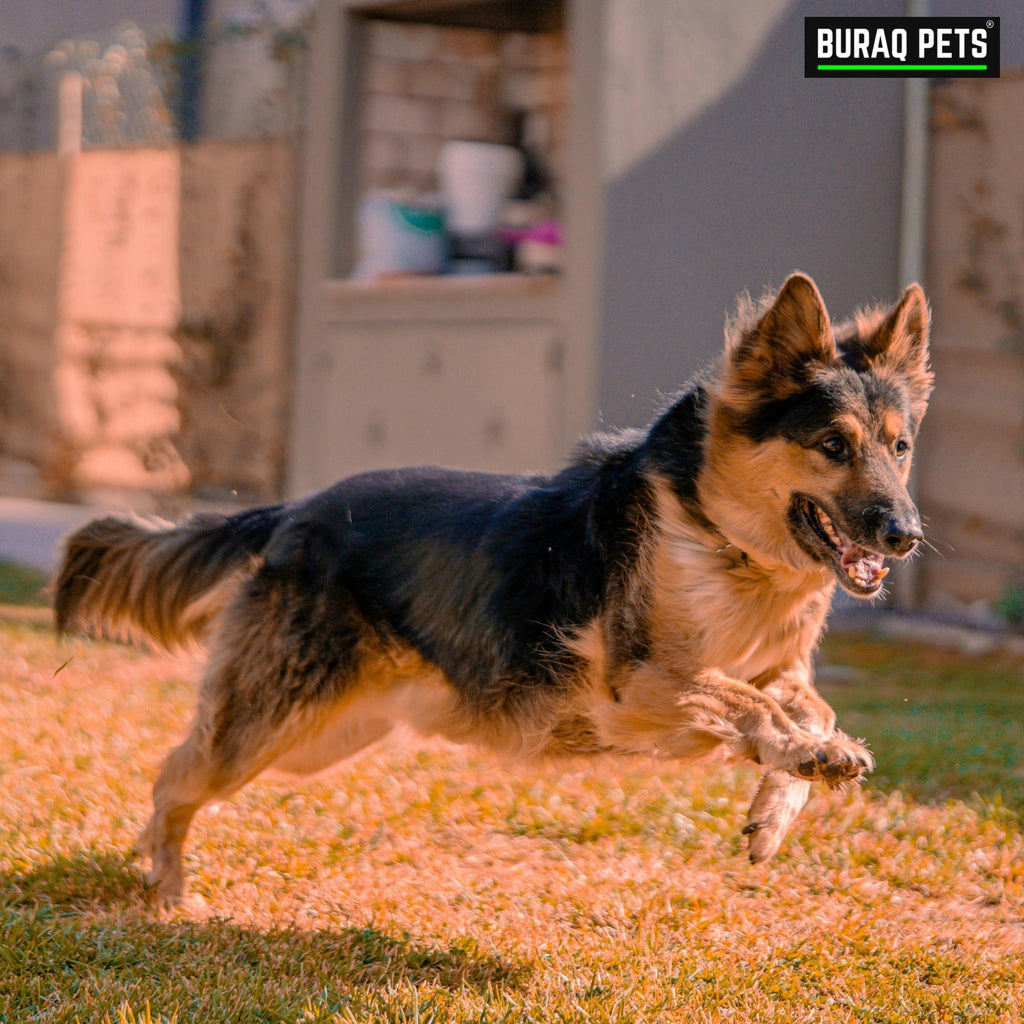 Why Do Dogs Get Zoomies? Veterinarians Finally Explain This Mystery - BURAQ PETS