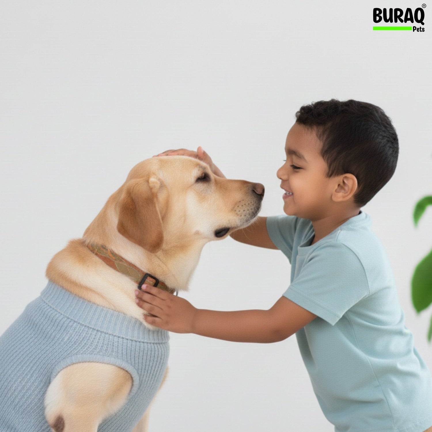 Why Grooming Matters More in Winter Than You Think? - BURAQ PETS