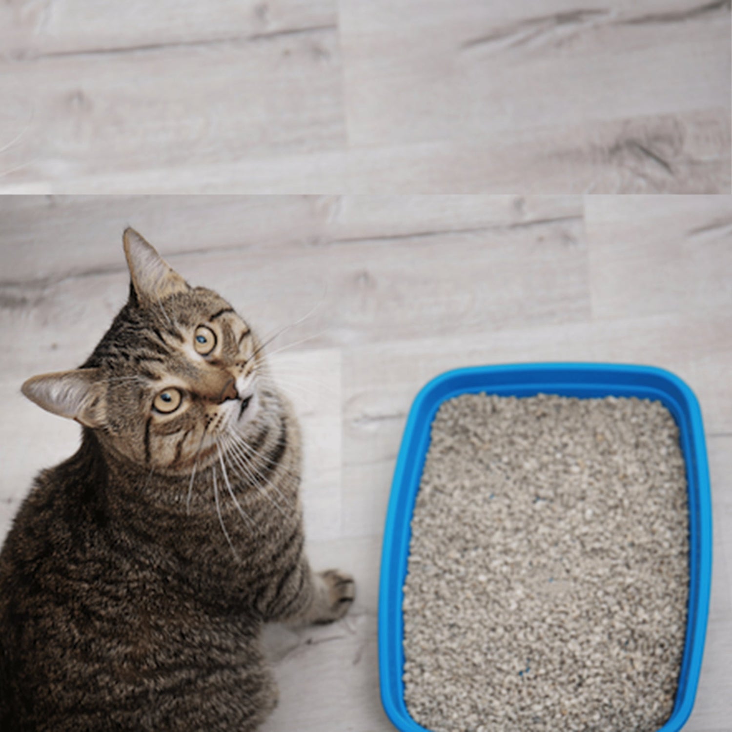 Why Your Cat Is Ignoring the Litter Box – 5 Possible Reasons - BURAQ PETS