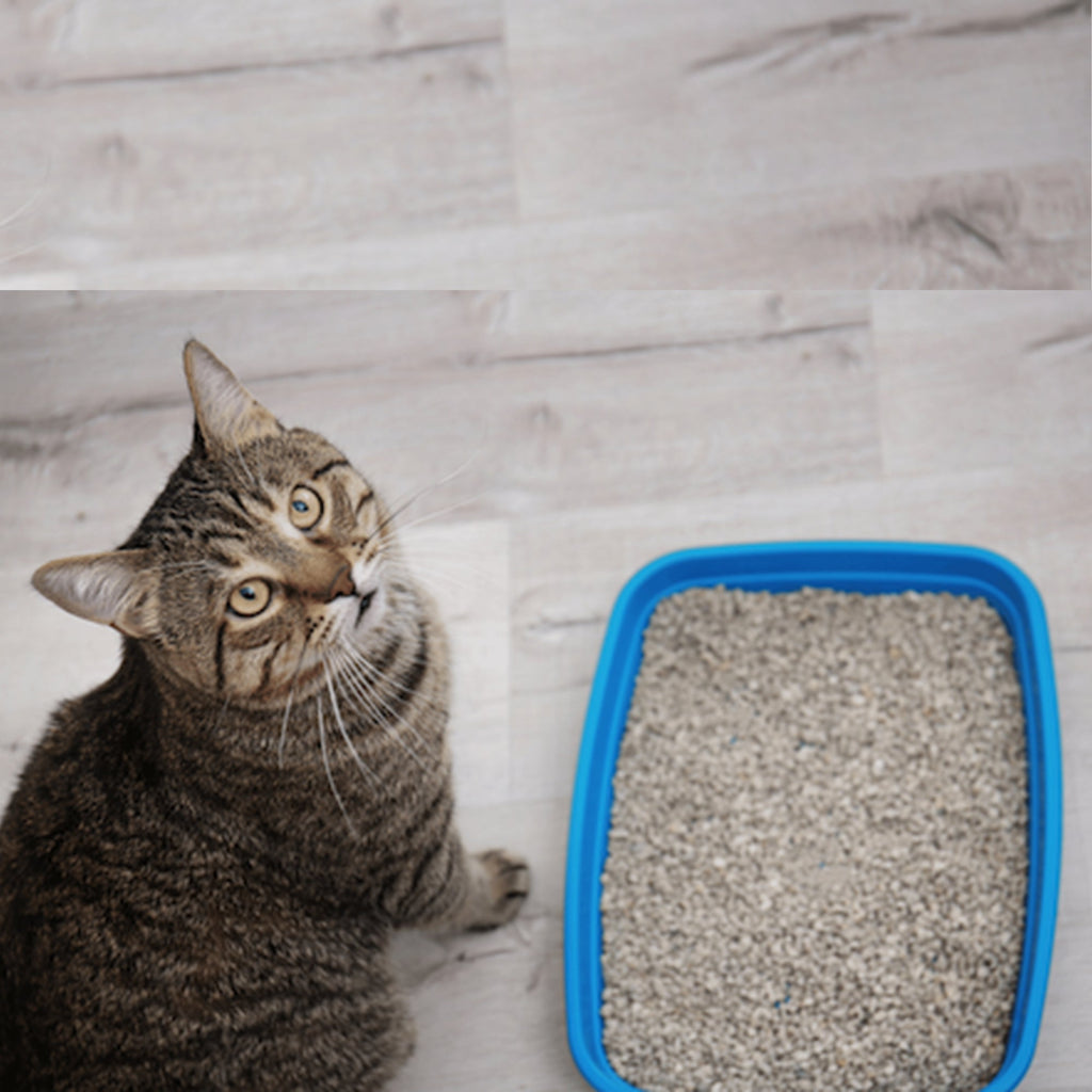 Why Your Cat Is Ignoring the Litter Box – 5 Possible Reasons - BURAQ PETS