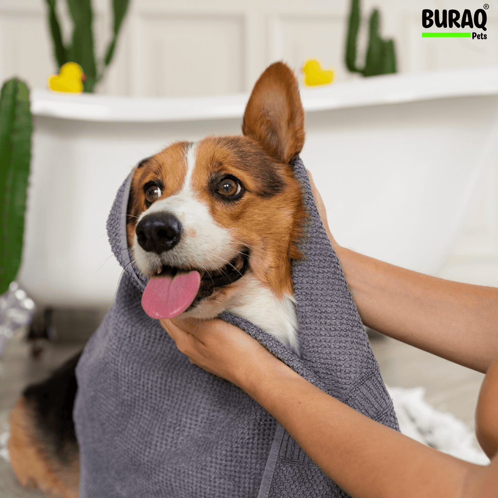 Your First Pet Spa Visit: Everything Pet Parents Need to Know - BURAQ PETS