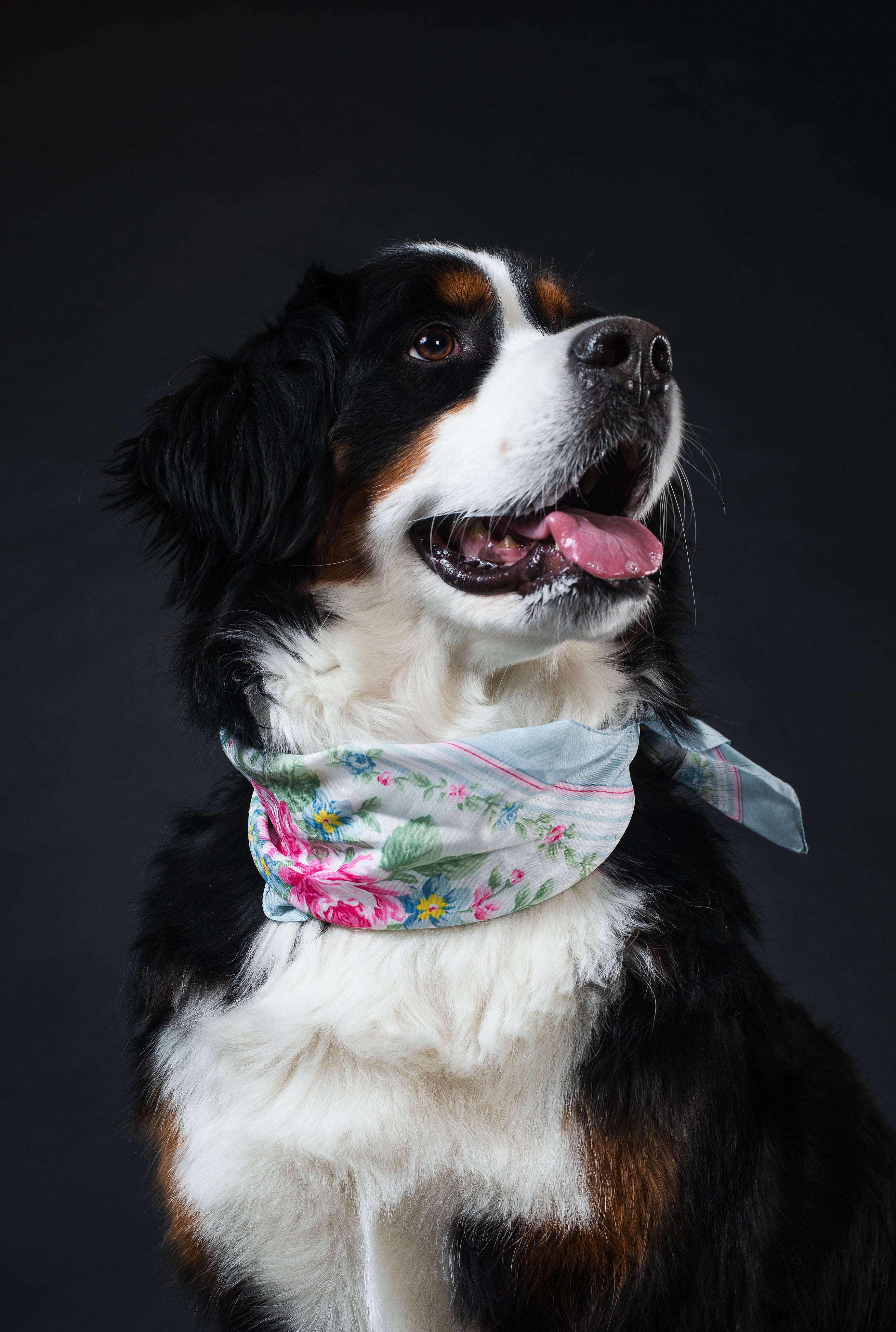 Dog toys - BURAQ PETS