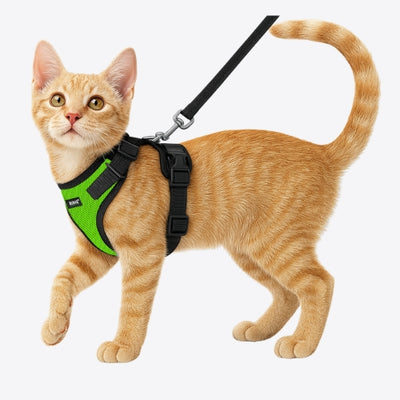 Harness