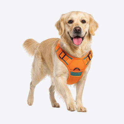 Harness