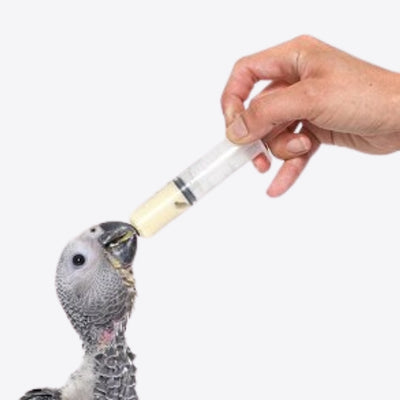 Hand Feeding