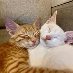 BURAQ PETS