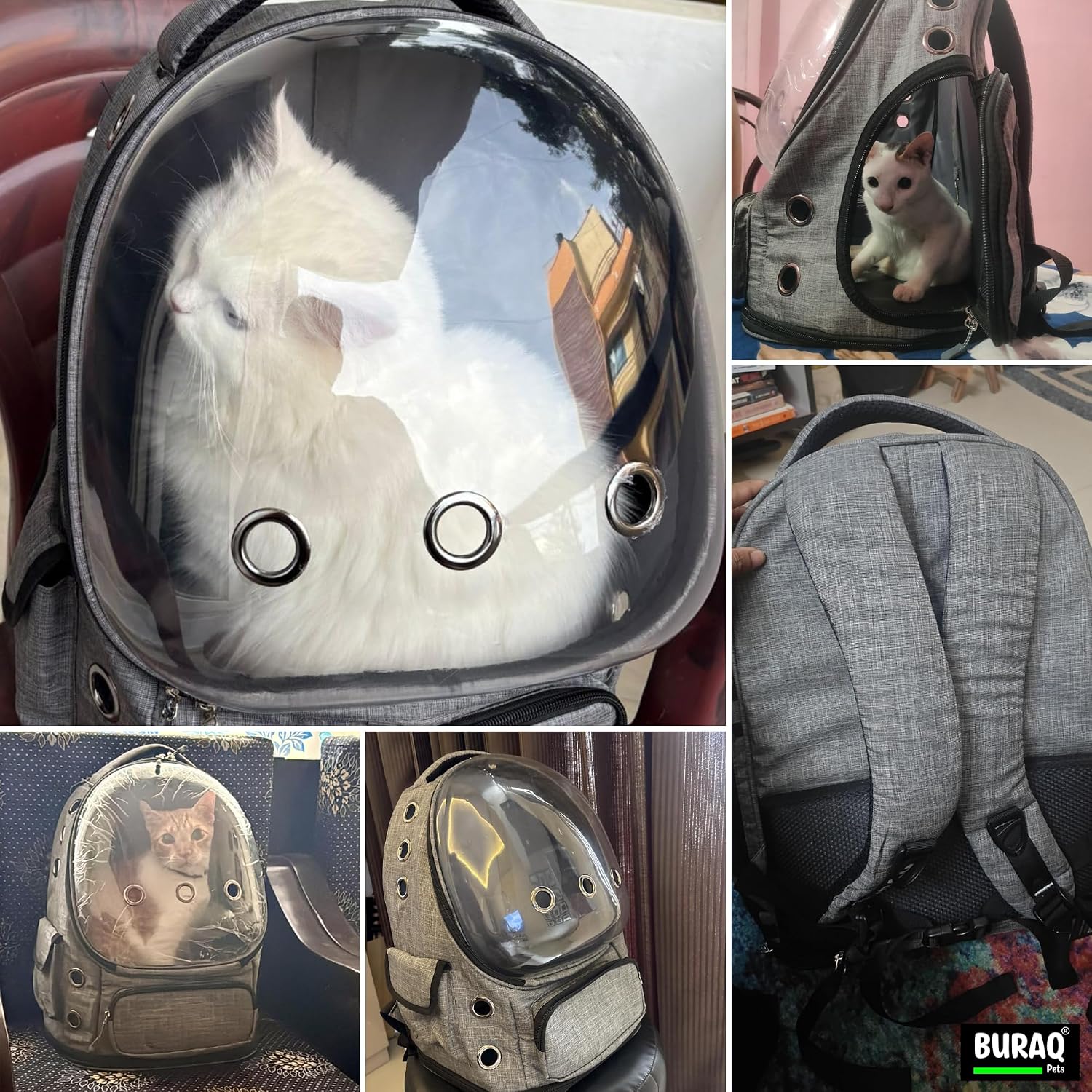 Bubble Cat Backpack Carrier – Breathable, Spacious & Stylish