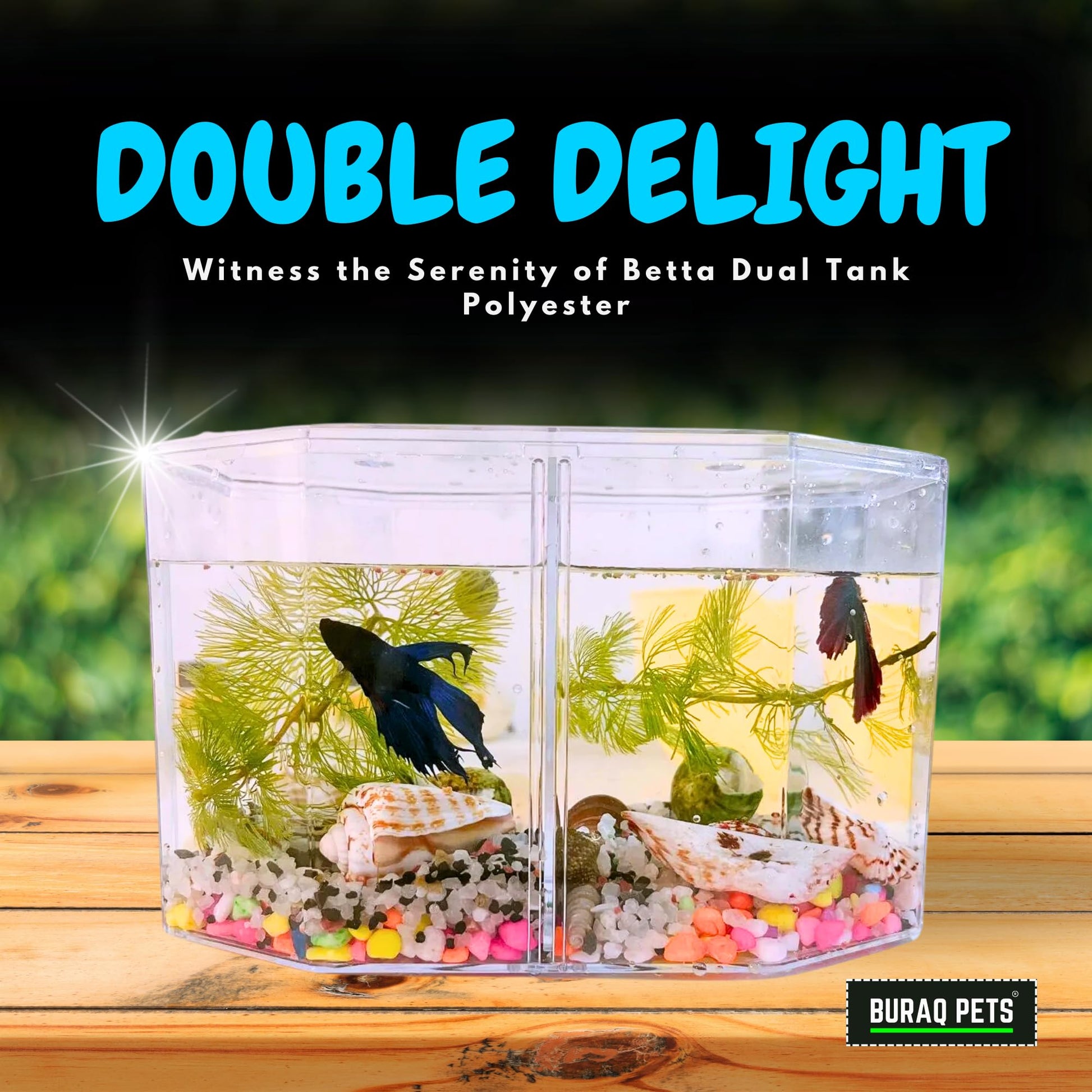 Betta Dream Tank - BURAQ PETS