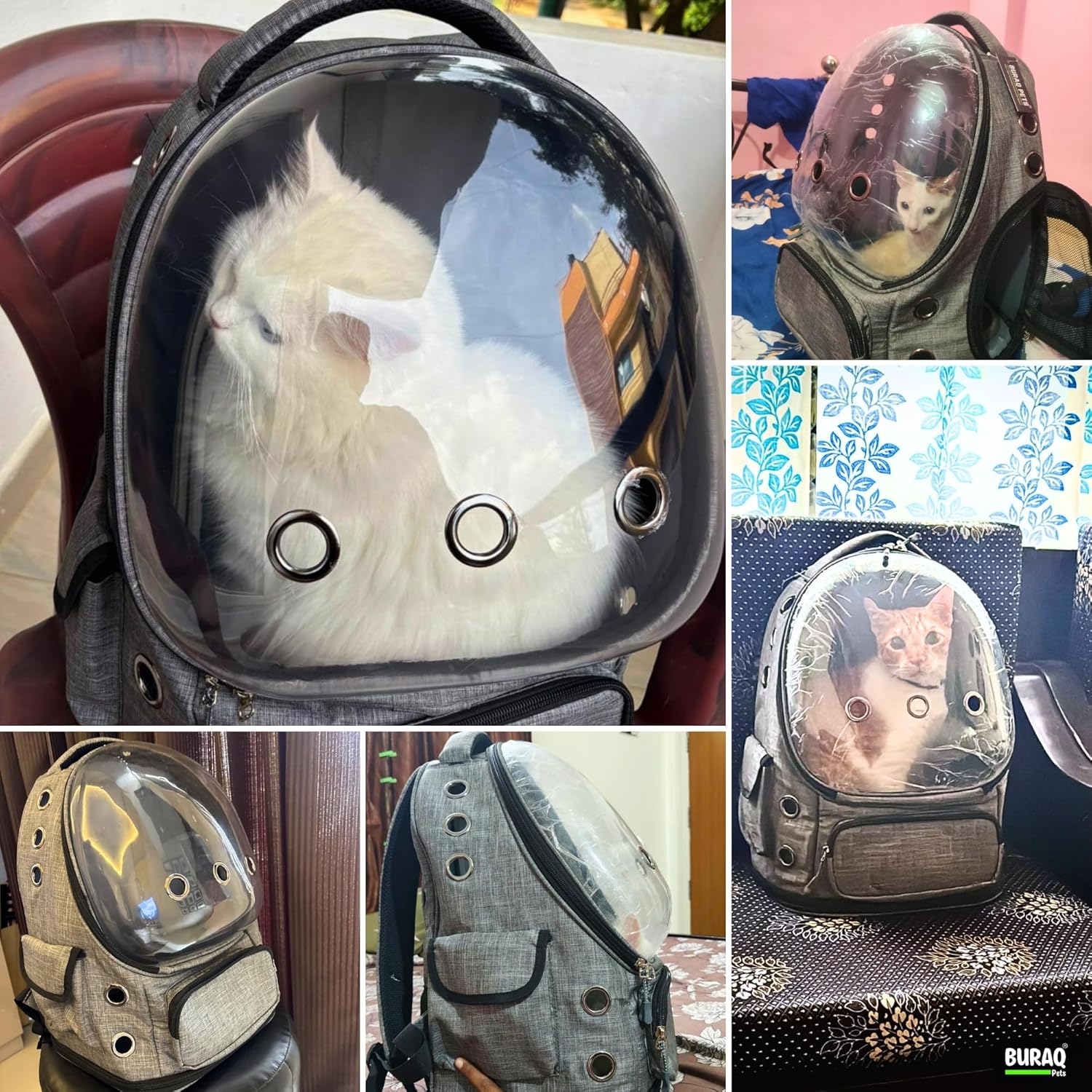 Bubble Cat Backpack Carrier – Breathable, Spacious & Stylish - BURAQ PETS