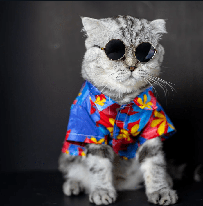 Cool Cat Sunglasses – Lightweight Eyewear for Stylish Cats & Small Pets - BURAQ PETS